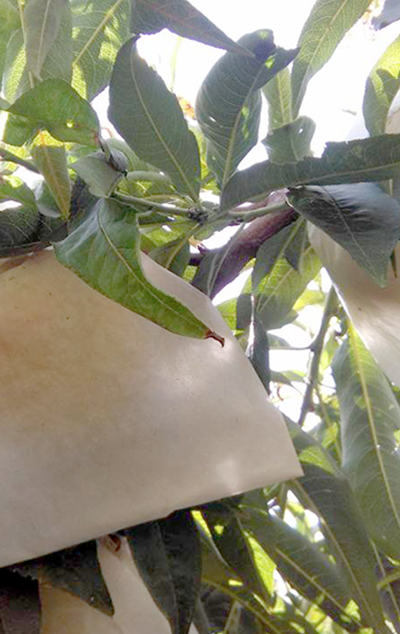 Los �rboles son embolsados manualmente, un trabajo tradicional y artesanal.