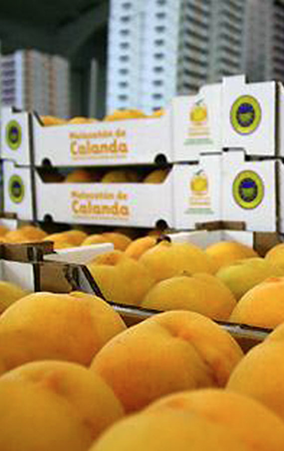 Melocot�n en cajas, listo para la venta